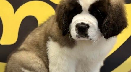 Adorable fluffy puppy at საგურამო, თბილისი, GE beauty and wellness center.