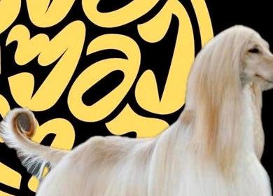 Graceful dog with long fur in front of artistic design at საგურამო, თბილისი, GE.