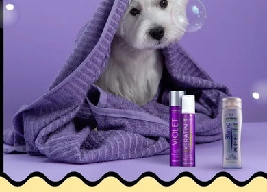 Adorable white dog under purple towel with products at საგურამო, თბილისი, GE.