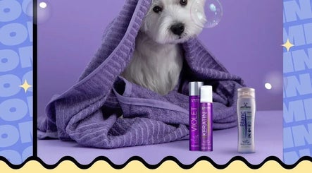 Adorable white dog under purple towel with products at საგურამო, თბილისი, GE.