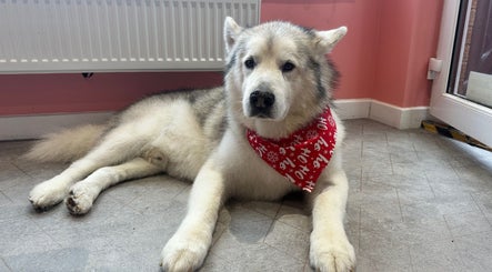 Belles and Bubbles Dog Grooming image 2
