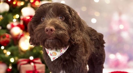 Belles and Bubbles Dog Grooming image 3