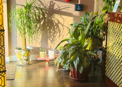 Lush plants and warm decor at Massage Season in Gaithersburg, Maryland, US, creating a tranquil spa atmosphere.