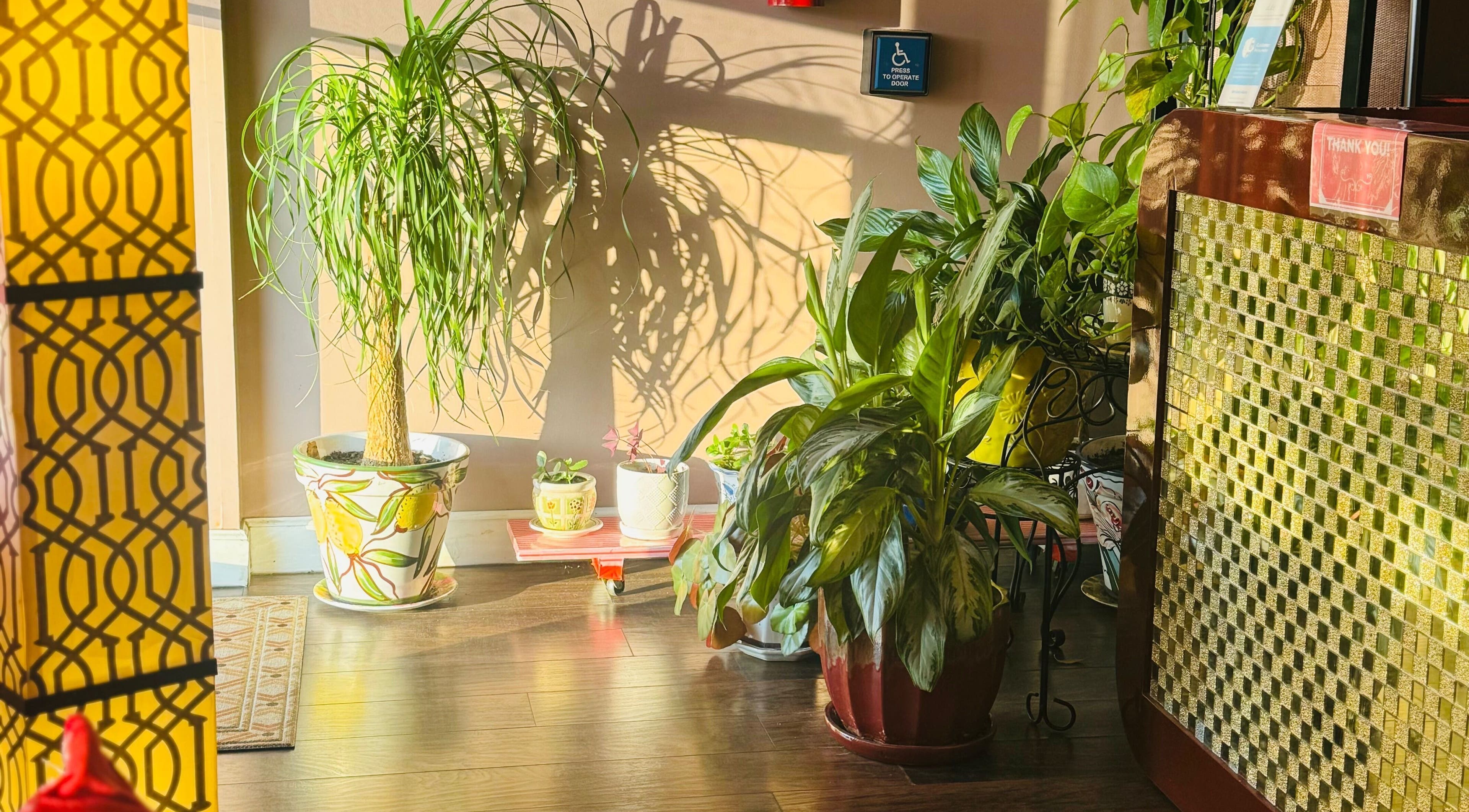 Lush plants and warm decor at Massage Season in Gaithersburg, Maryland, US, creating a tranquil spa atmosphere.