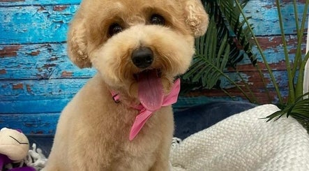 Oodles Of Poodles image 3