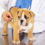 The Groomer Pet Salon and Spa - Zone 1E18-03, Zone 1, E18-03, Abu Dhabi