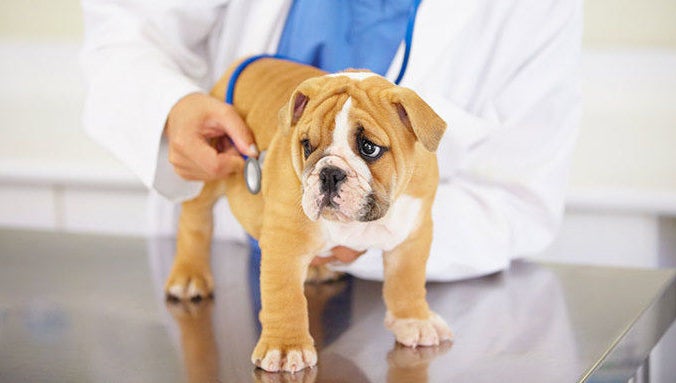 The Groomer Pet Salon and Spa image 1