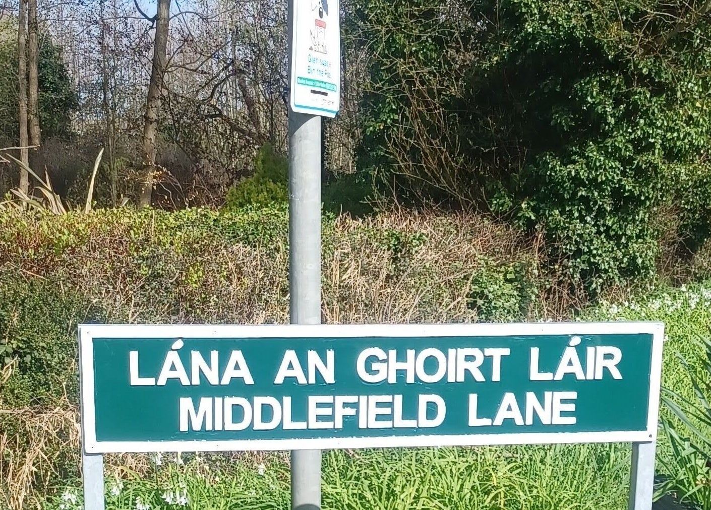 Peaceful road near The Healing Room, Dublin, Dublin, IE. Lush greenery and serene surroundings.