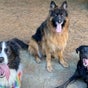ChCh Pet Sitter - Christchurch Central, Christchurch, Canterbury