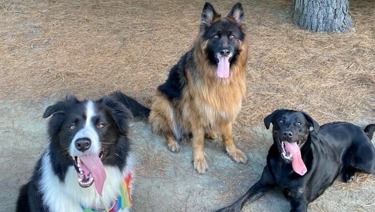 ChCh Pet Sitter image 1