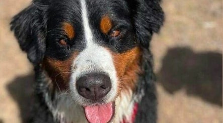 ChCh Pet Sitter image 3