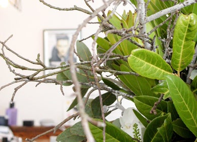 Natural decor at Cass at Marina Drive, Shell Cove, New South Wales, AU enhances serene spa ambiance.