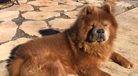 Chow Chow resting outside Matthews Barber Shop and Salon, Matthews, North Carolina, US.
