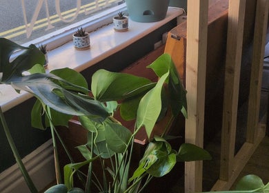 Lush plants in The Eco Green Salon's window, Ulverston, England, GB create a serene ambiance.