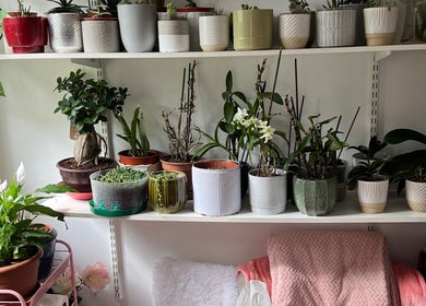 Indoor plant display at La Belle - Luxury Beauty by Patsy, London, England, GB showcasing diverse greenery.