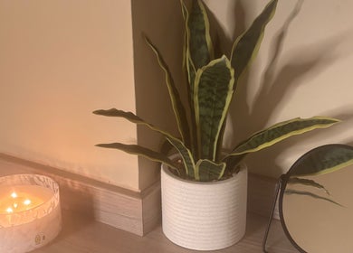 Calming snake plant and lit candle in SOMA Skin Clinic, Kidderminster, England, GB, create a soothing atmosphere.