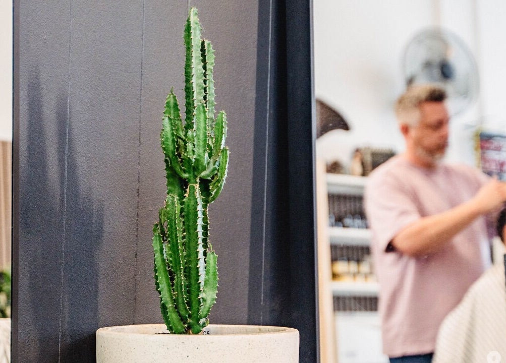 Stylish cactus at Dark and Stormy Barber Collective, Bendigo, Victoria, AU enhances the barber's relaxing vibe.