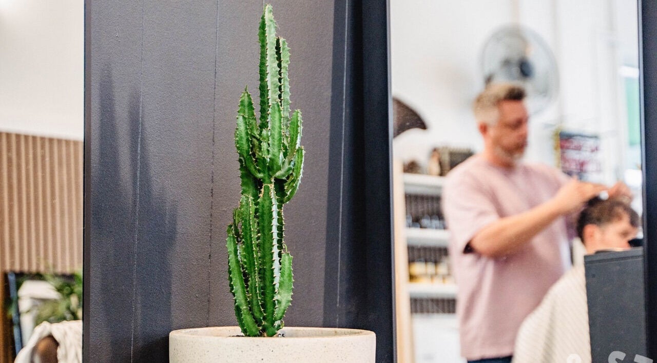 Stylish cactus at Dark and Stormy Barber Collective, Bendigo, Victoria, AU enhances the barber's relaxing vibe.