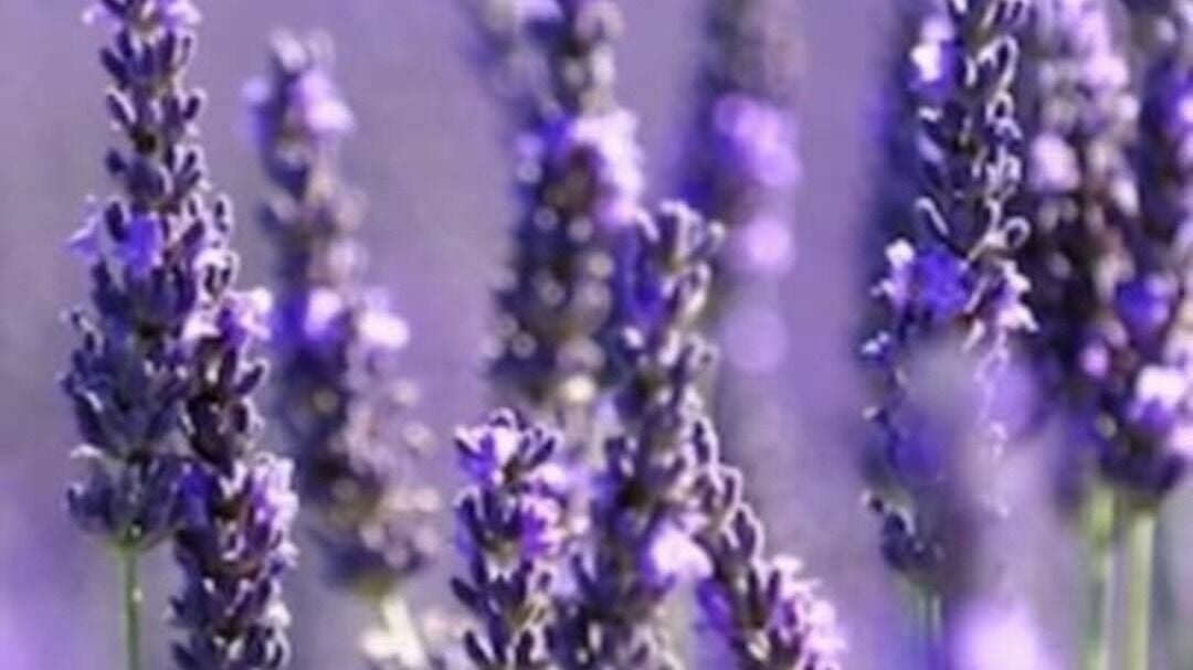 Lavender by 2024 us angels