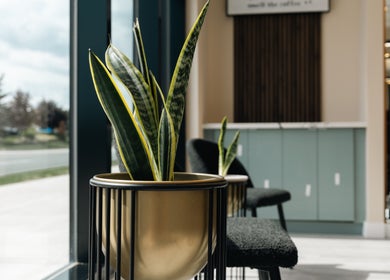 Stylish interior of KO CUTZ SALON & SPA, Mississauga, Ontario, CA, with elegant decor and leafy plant.