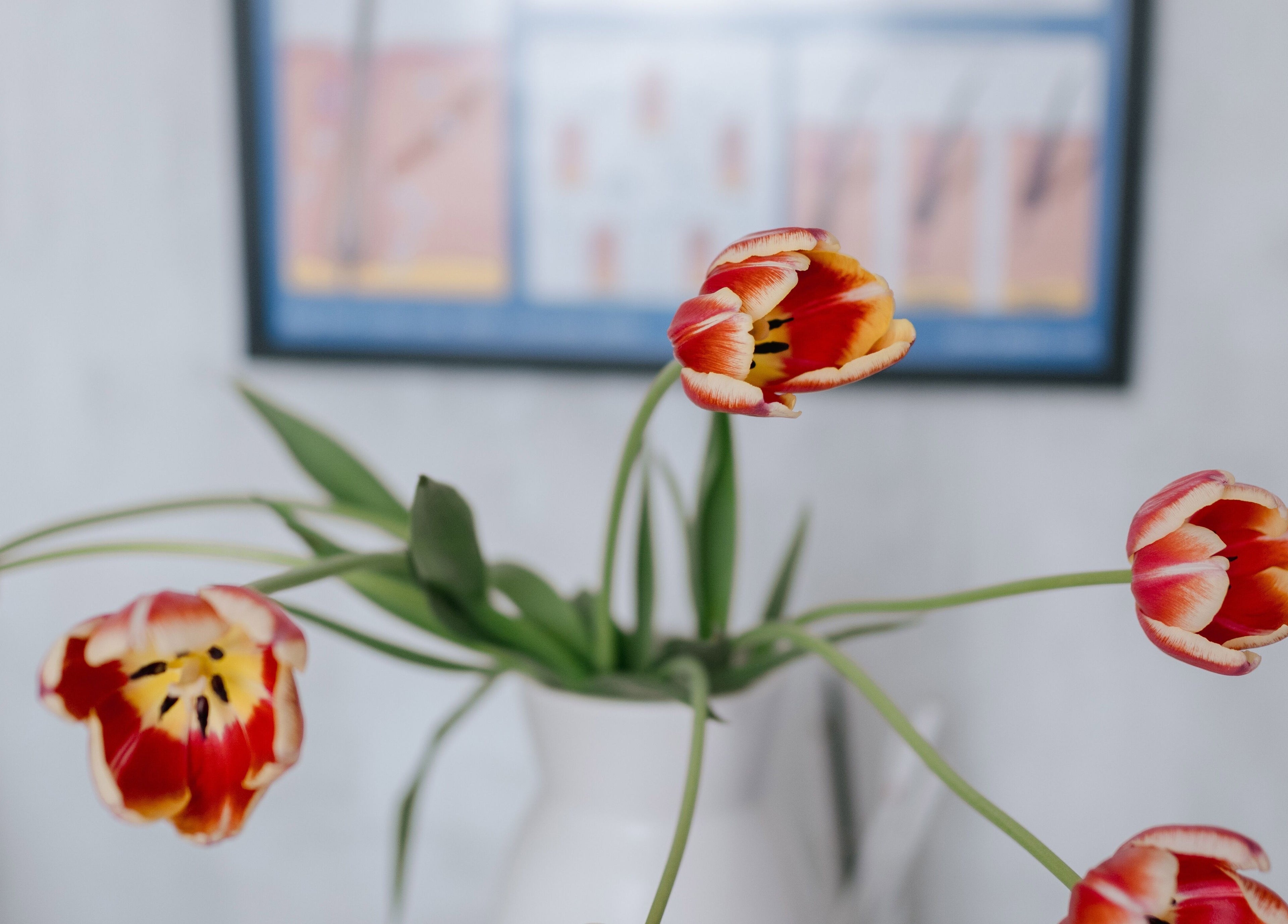 Vibrant tulips in a white vase at Beautiology, Auckland, NZ. Aesthetic floral decor for wellness ambiance.