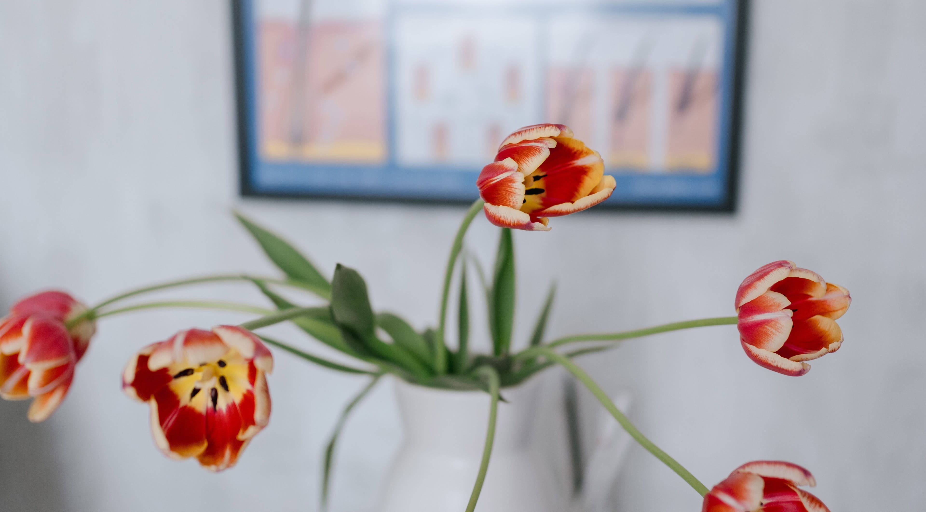Vibrant tulips in a white vase at Beautiology, Auckland, NZ. Aesthetic floral decor for wellness ambiance.
