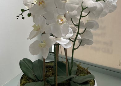 Elegant white orchids at Radiant Skincare and Beauty, Plymouth, England, GB. Adding natural beauty to the venue.