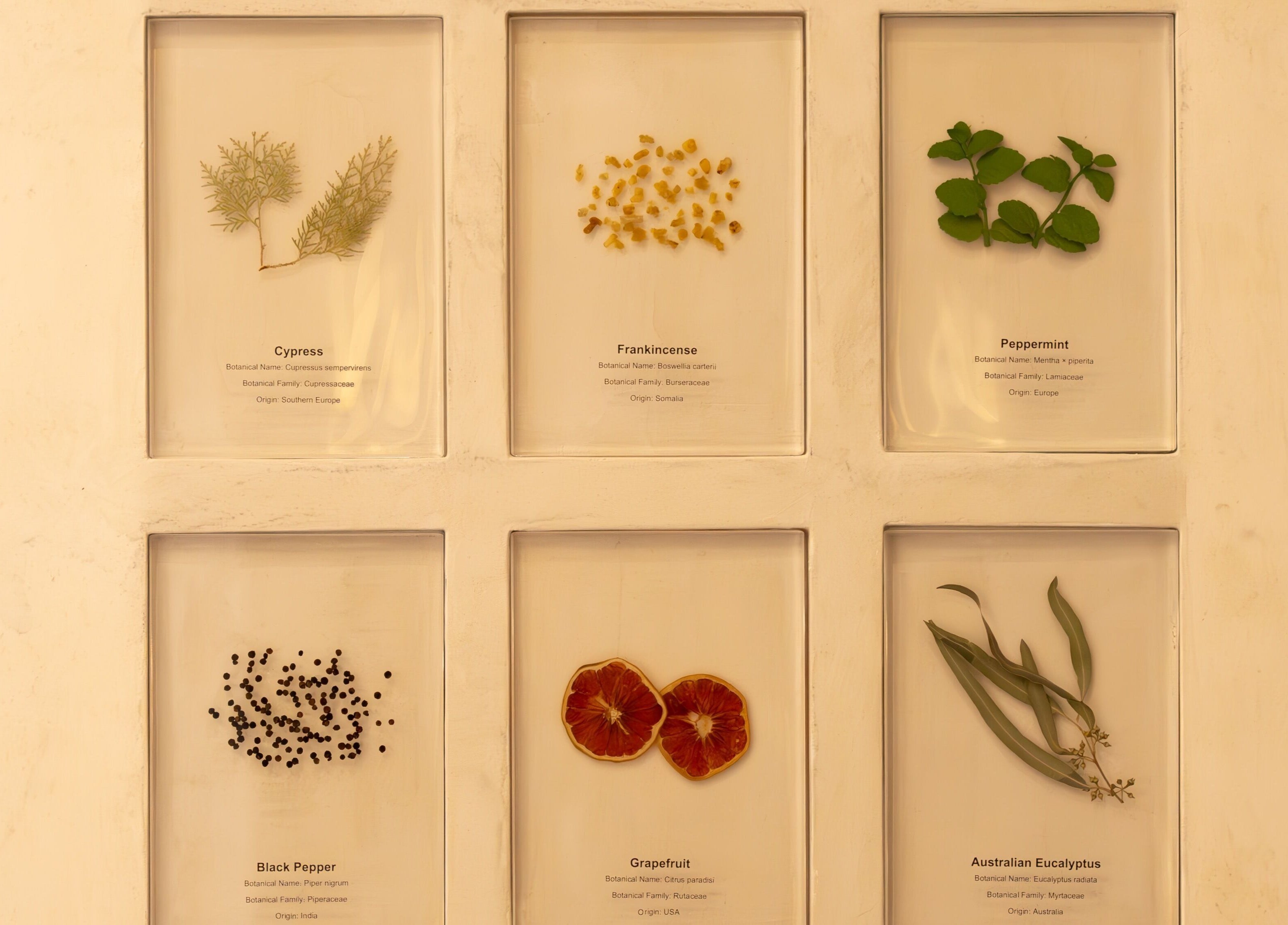 Herbs and spices display at Ambience Wellness - Claremont, showcasing natural ingredients in Claremont, Western Australia, AU.