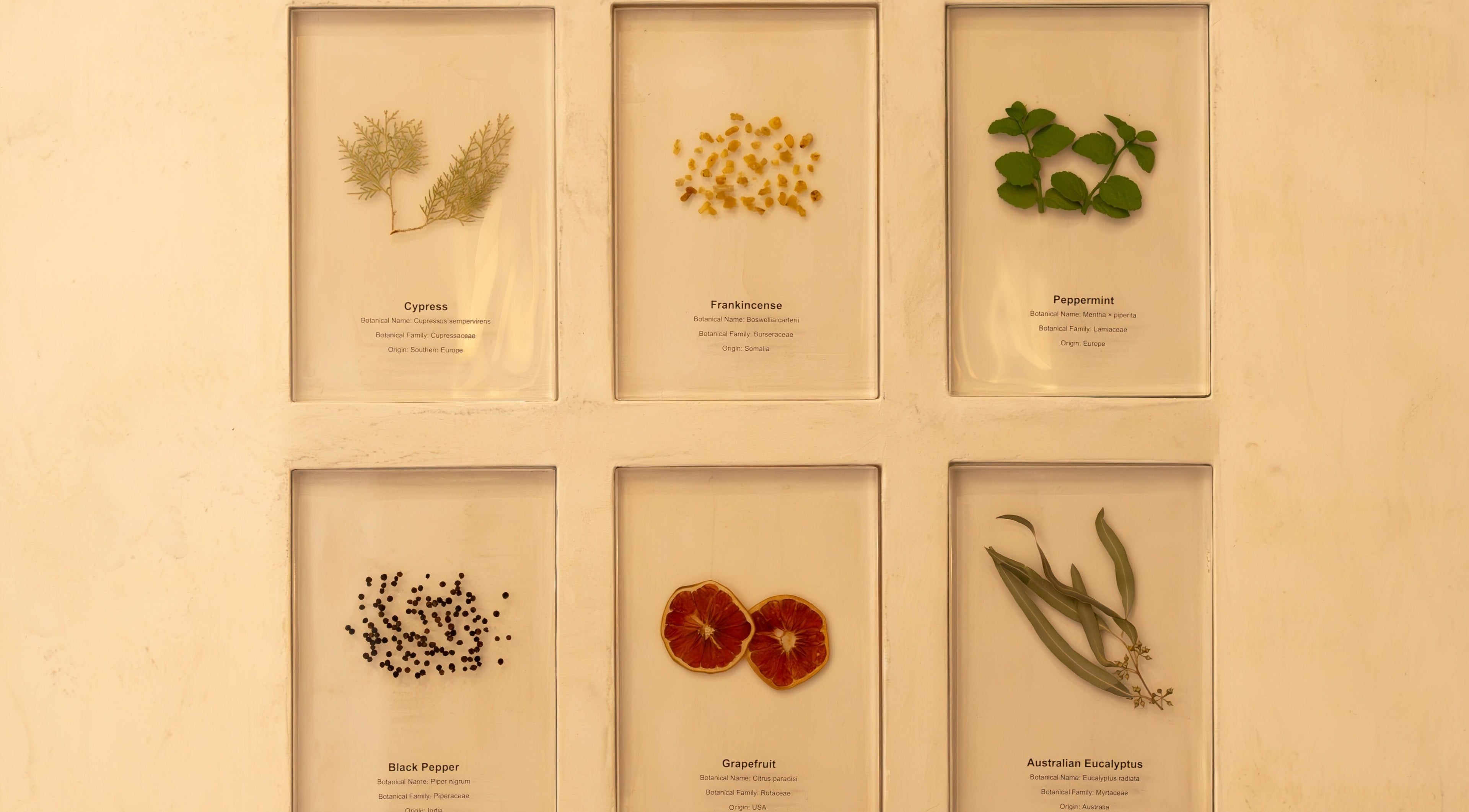 Herbs and spices display at Ambience Wellness - Claremont, showcasing natural ingredients in Claremont, Western Australia, AU.