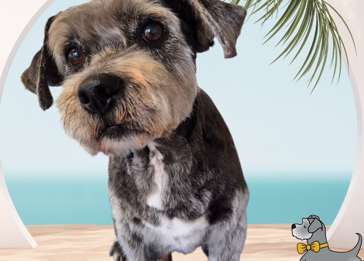 Happy dog at Tidy Ted's Dog Grooming in Grantham, England, GB, surrounded by calming beach decor.