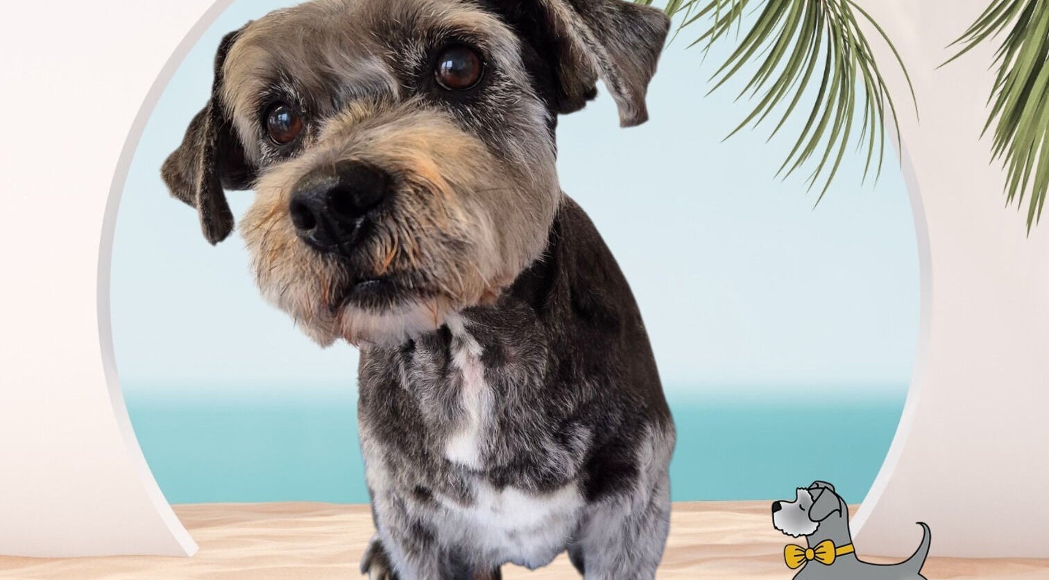 Happy dog at Tidy Ted's Dog Grooming in Grantham, England, GB, surrounded by calming beach decor.