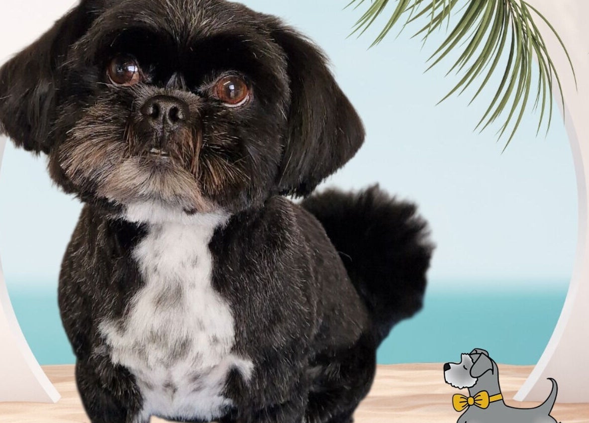 Well-groomed dog at Tidy Ted's Dog Grooming, Grantham, England, GB, showcasing a neat haircut.