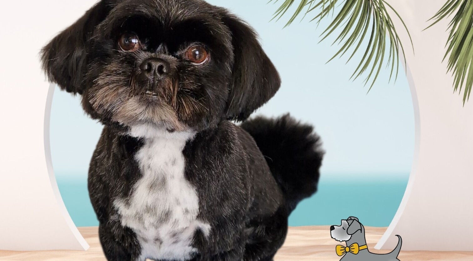 Well-groomed dog at Tidy Ted's Dog Grooming, Grantham, England, GB, showcasing a neat haircut.