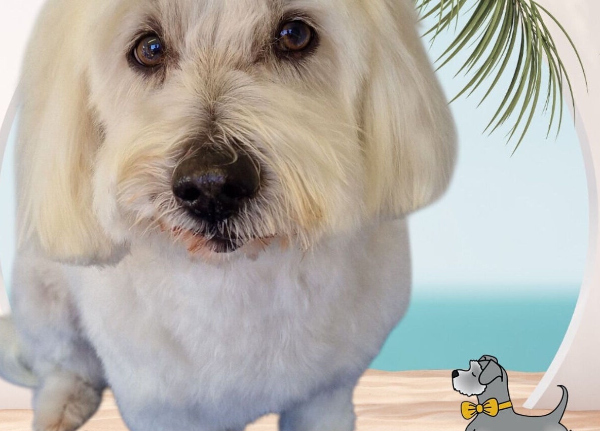 A beautifully groomed dog at Tidy Ted's Dog Grooming, Grantham, England, GB. Fluffy coat and a stylish cut.