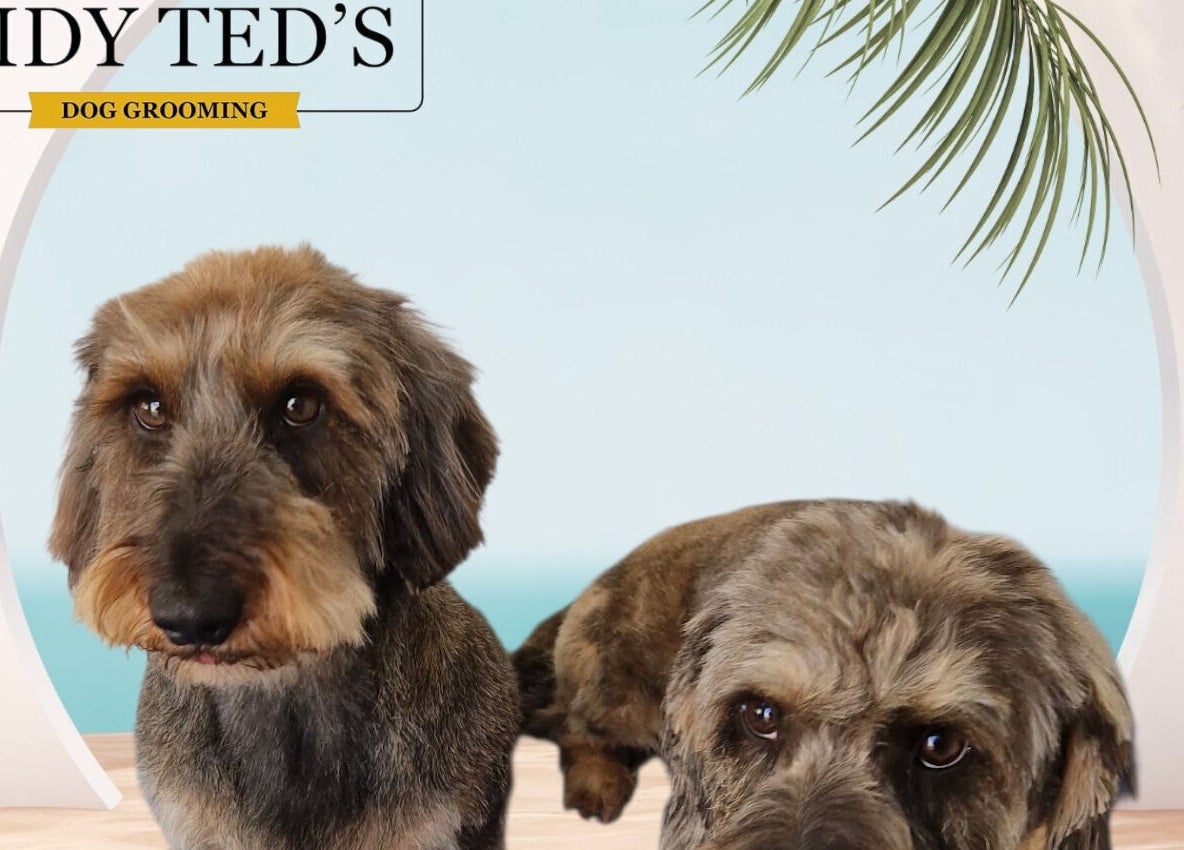 Two dogs are groomed at Tidy Ted's Dog Grooming, Grantham, England, GB. Relaxing palm background.