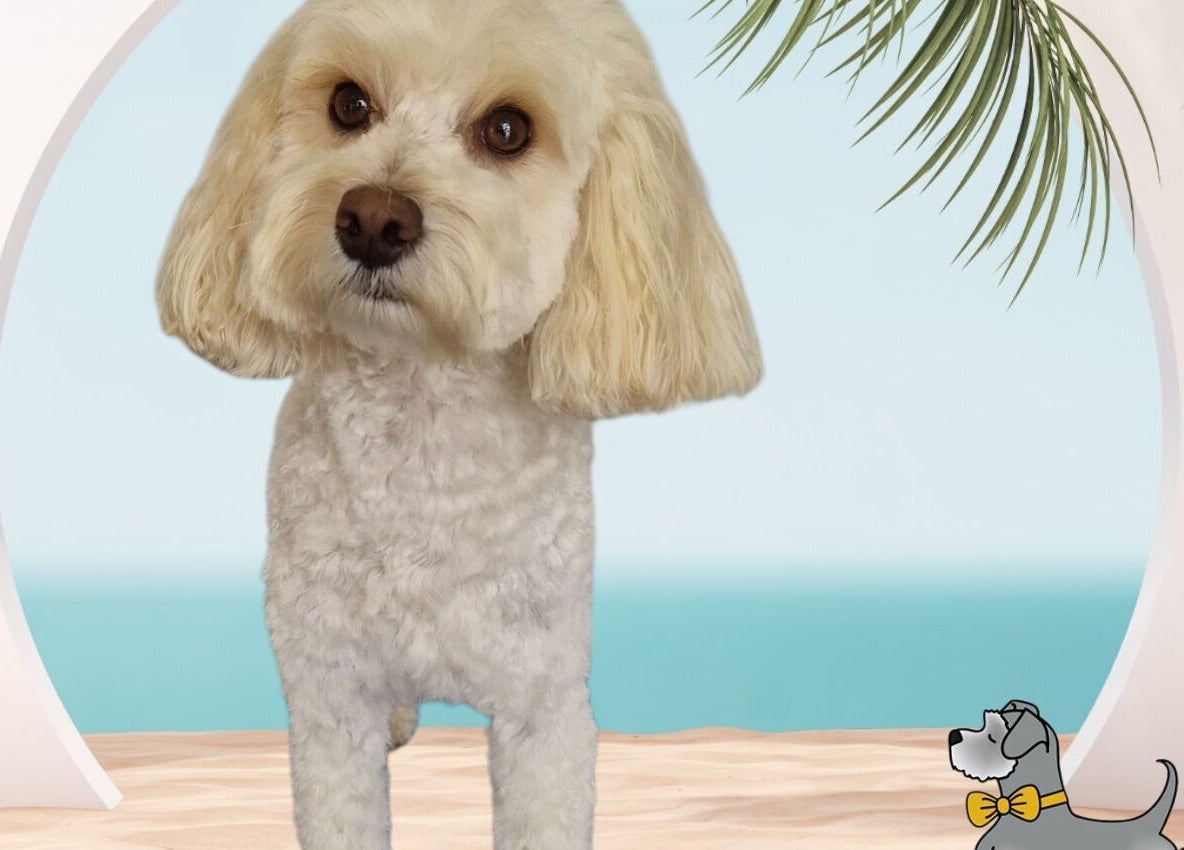 Adorable groomed dog at Tidy Ted's Dog Grooming in Grantham, England, GB with a beach backdrop.