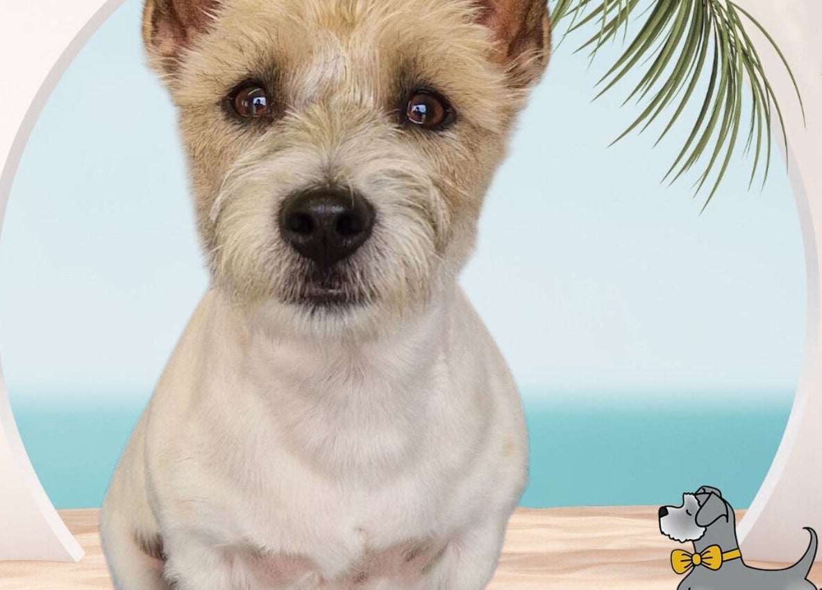 A well-groomed dog with a serene background at Tidy Ted's Dog Grooming, Grantham, England, GB.