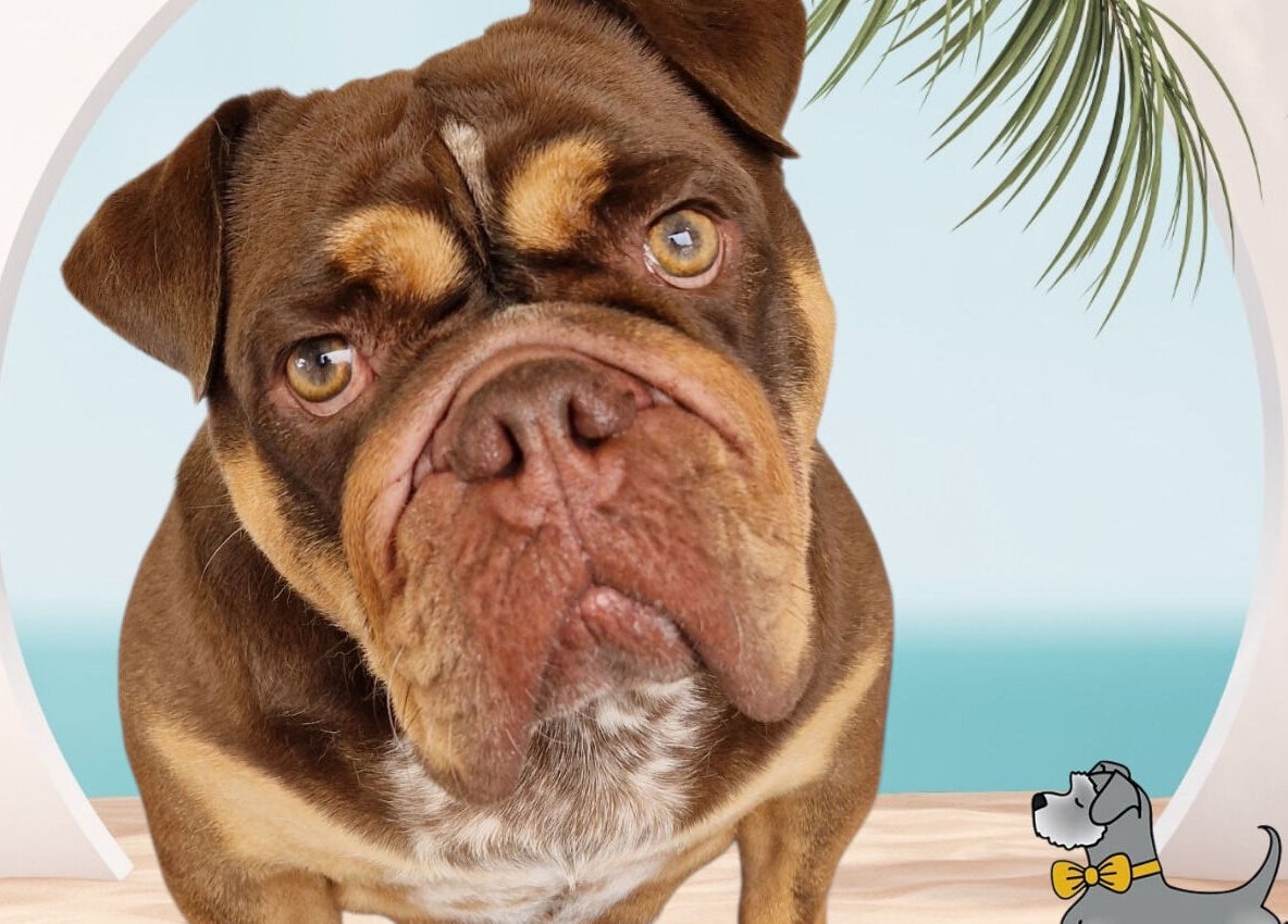 Adorable dog at Tidy Ted's Dog Grooming, Grantham, England, GB with palm decor.