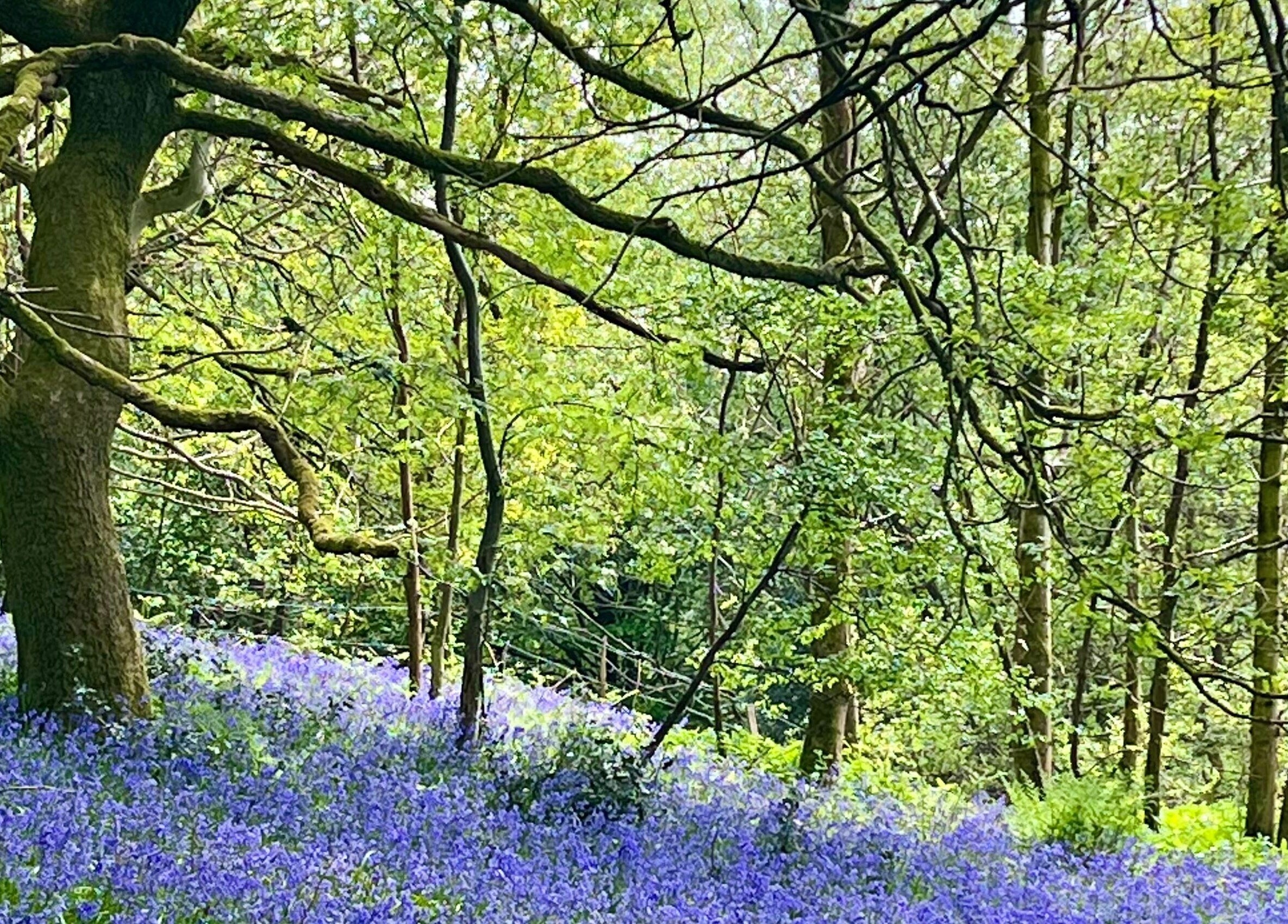Enchanting bluebell woods near Tranquility Treatment Room in Whitworth, England, GB.