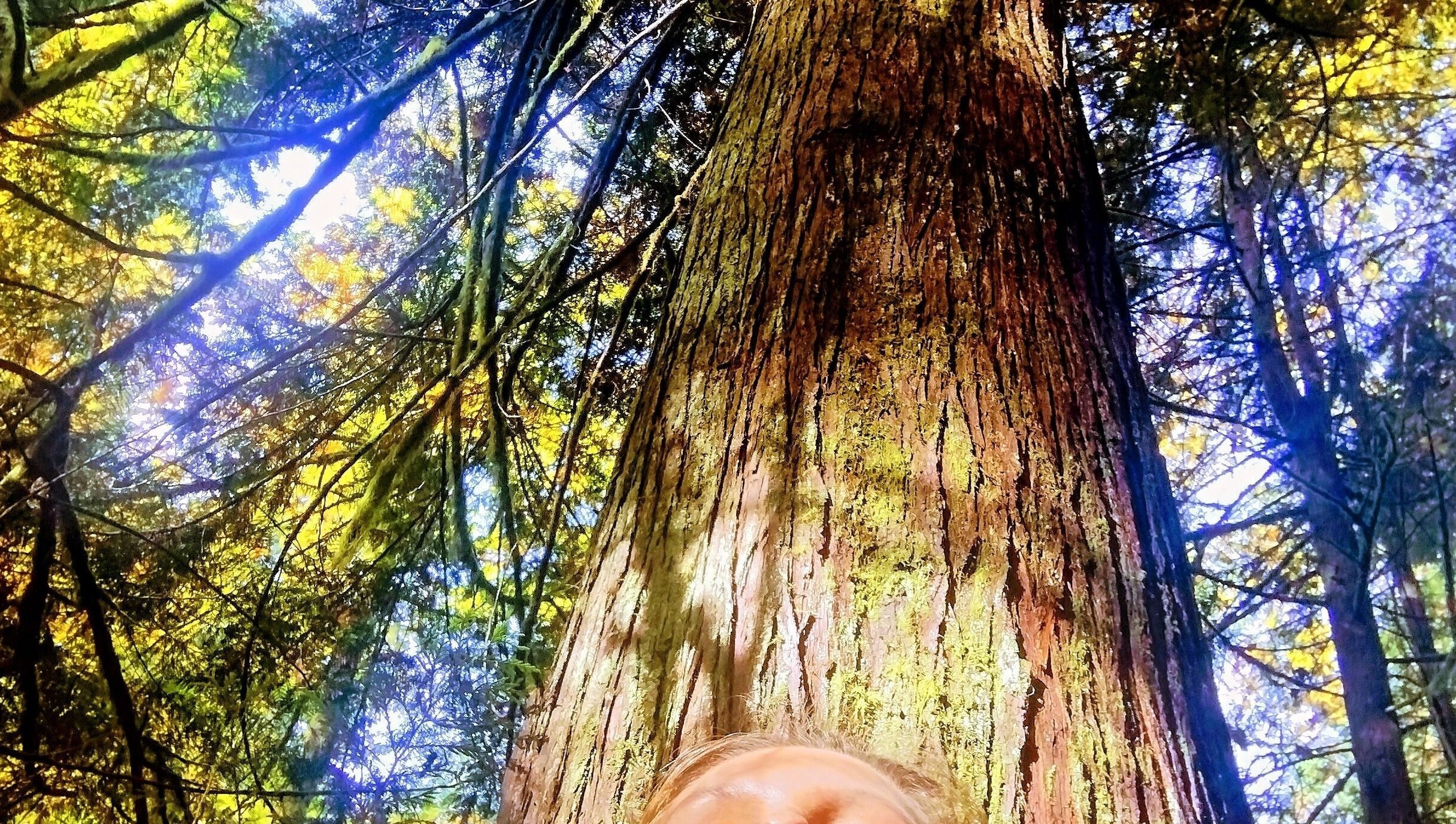 Majestic tree at SOLACE Reiki, Energy & Wellness, St. Albert, Alberta, CA, symbolizing nature's serenity.