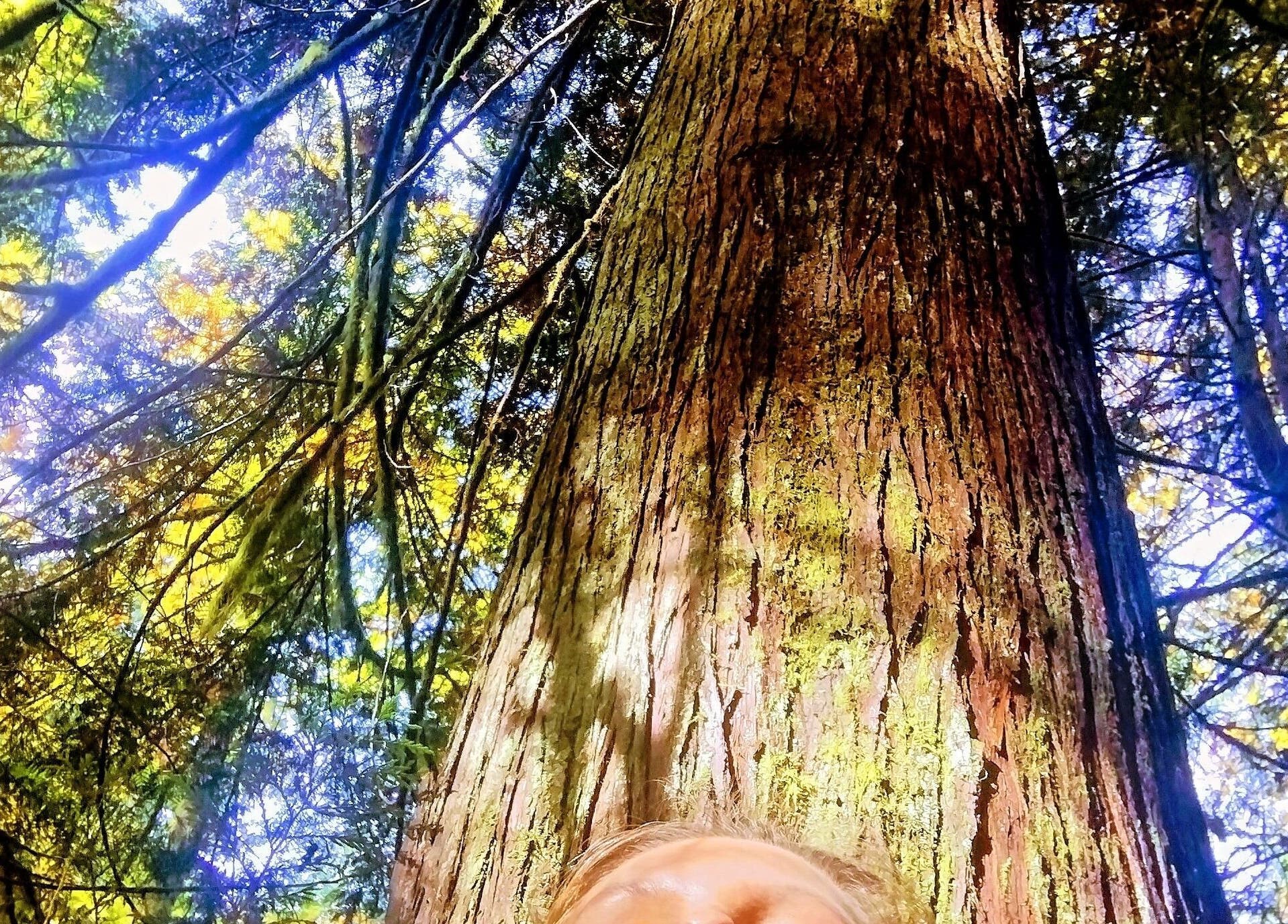 Majestic tree at SOLACE Reiki, Energy & Wellness, St. Albert, Alberta, CA, symbolizing nature's serenity.