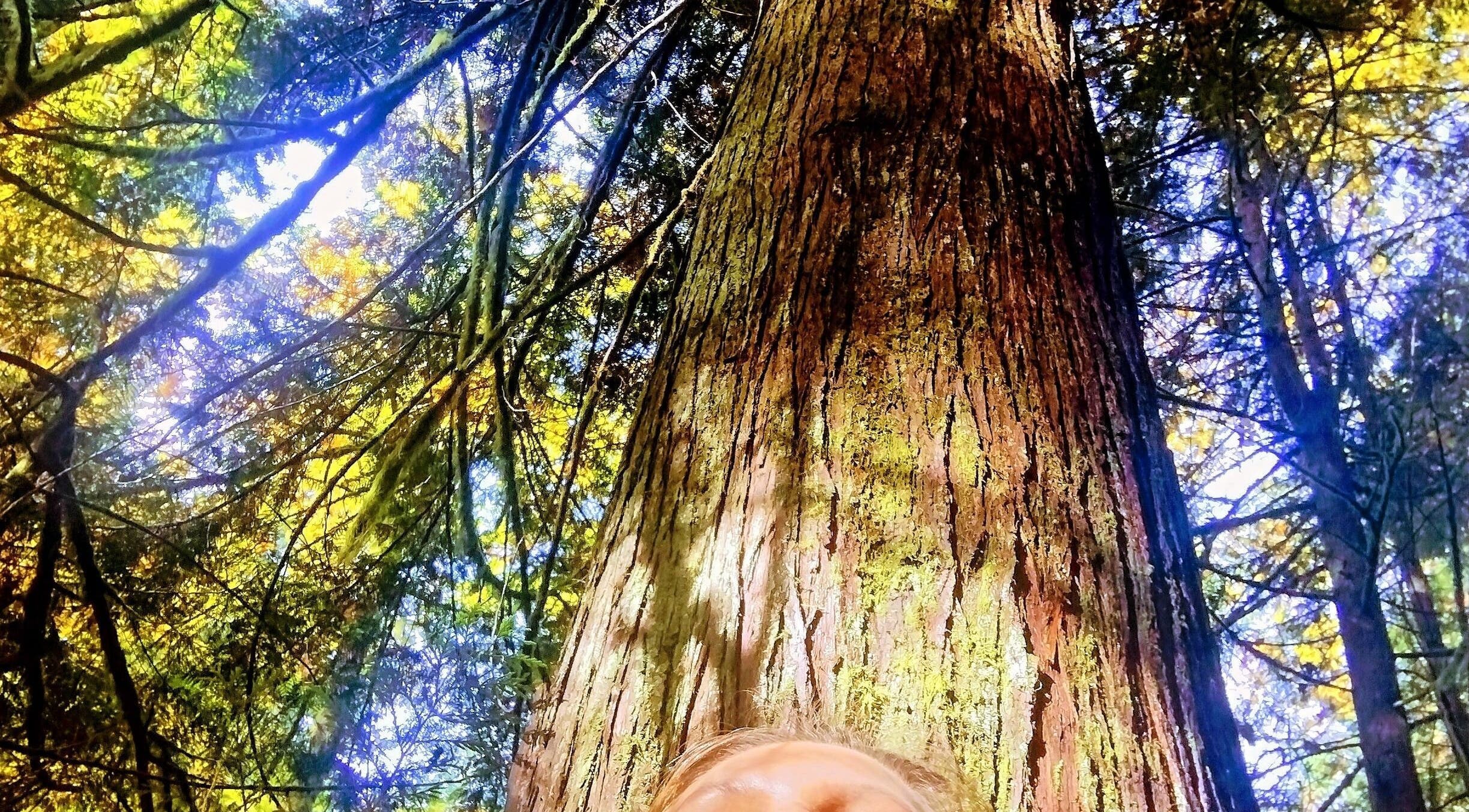 Majestic tree at SOLACE Reiki, Energy & Wellness, St. Albert, Alberta, CA, symbolizing nature's serenity.