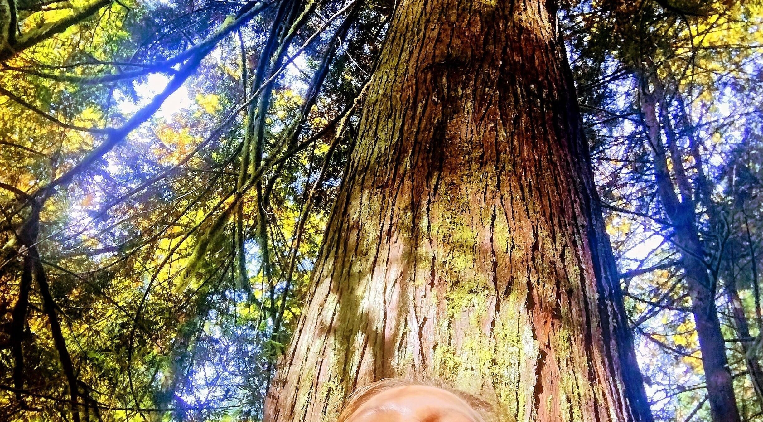 Majestic tree at SOLACE Reiki, Energy & Wellness, St. Albert, Alberta, CA, symbolizing nature's serenity.