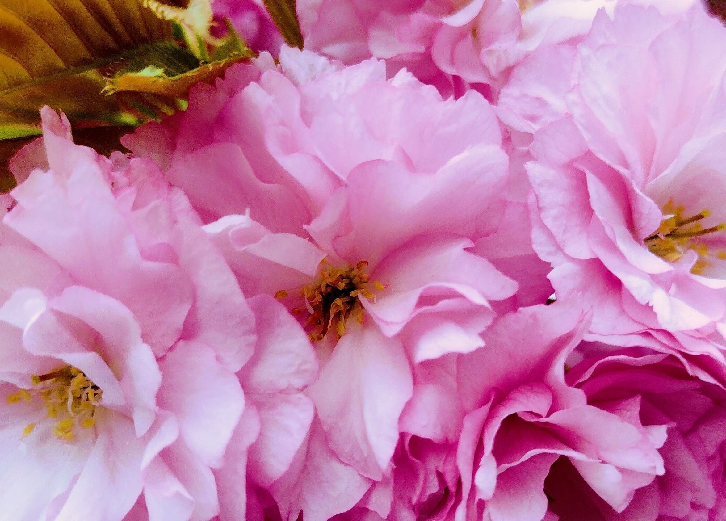 Pink cherry blossoms at SOLACE Reiki, Energy & Wellness in St. Albert, Alberta, CA.