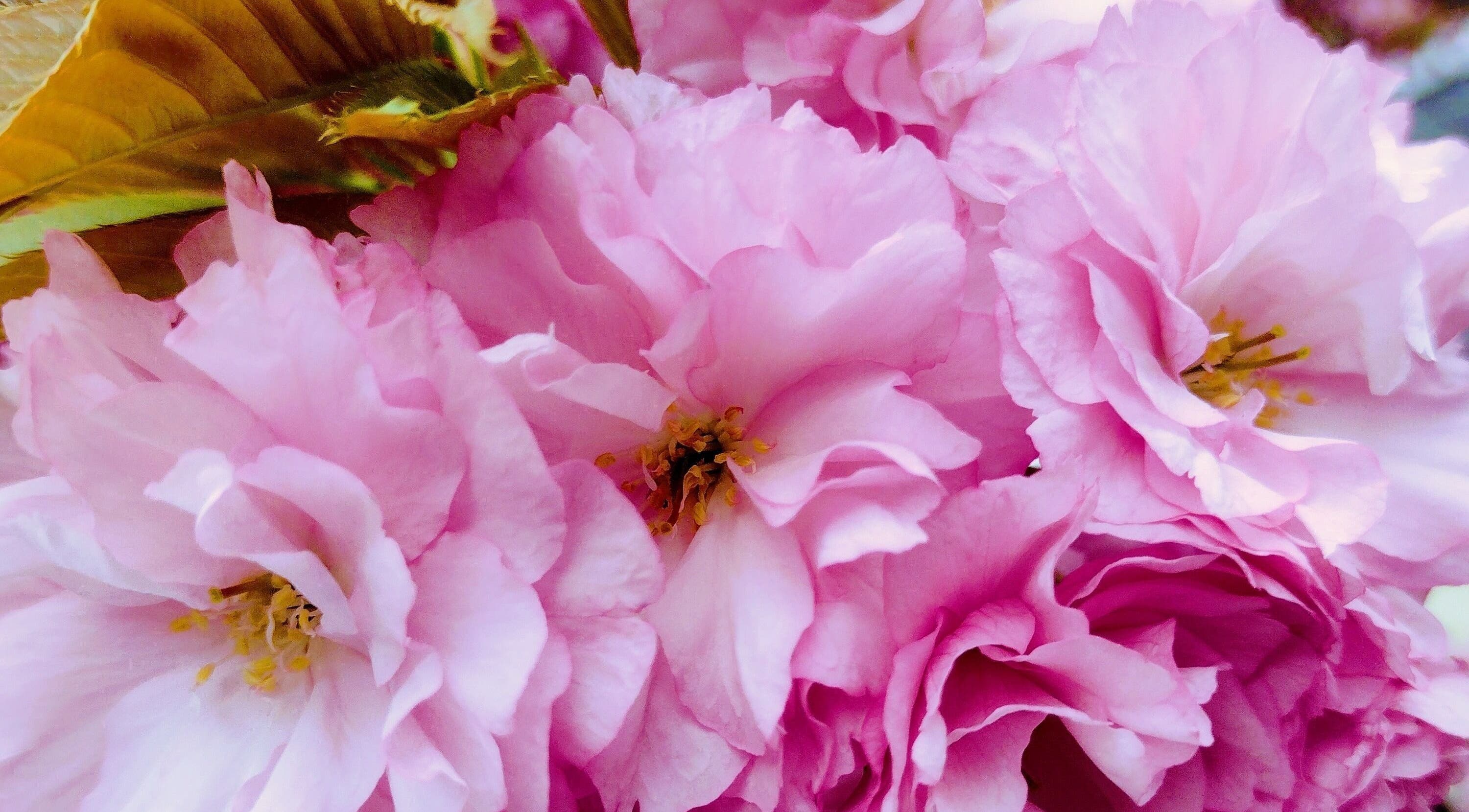 Pink cherry blossoms at SOLACE Reiki, Energy & Wellness in St. Albert, Alberta, CA.