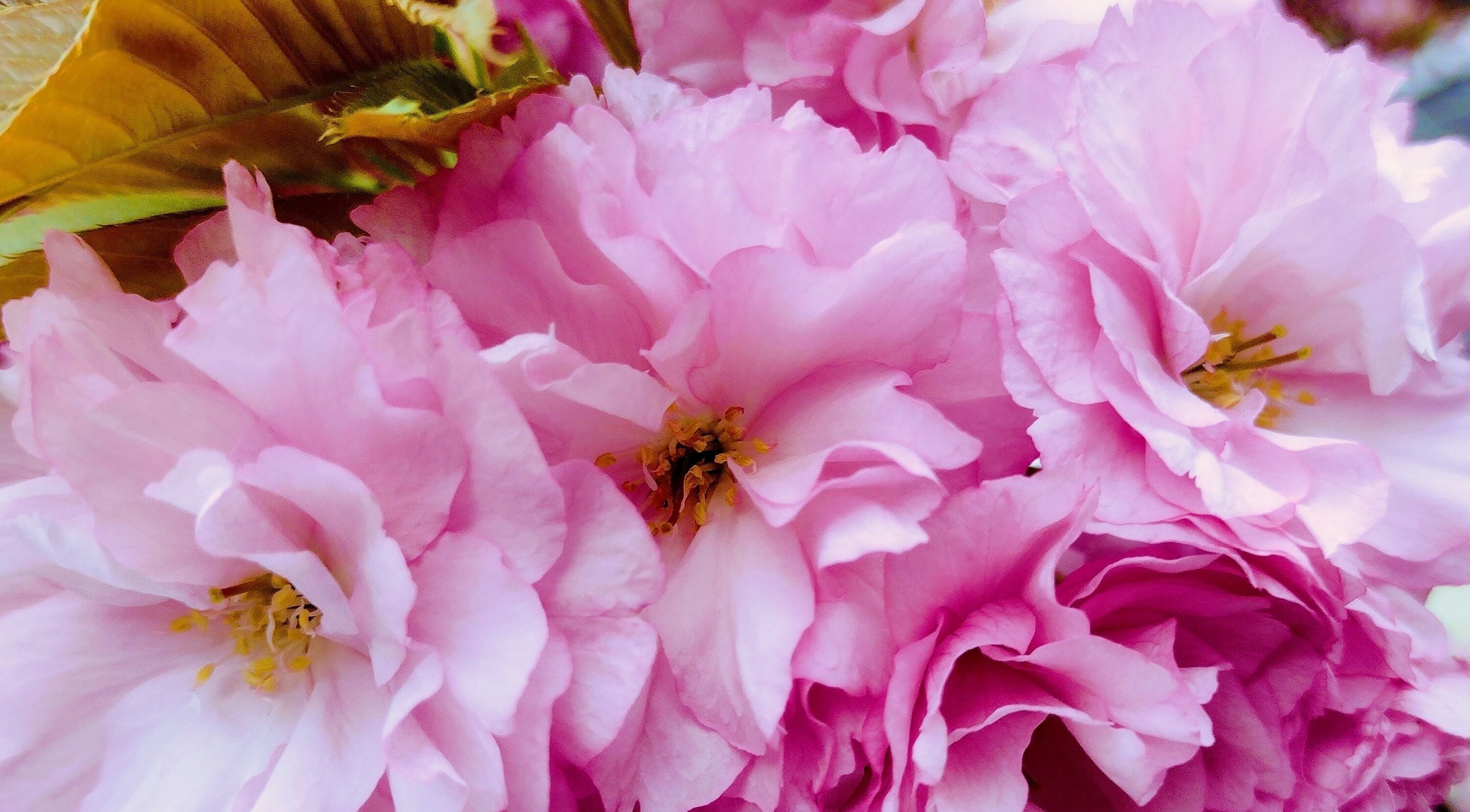 Pink cherry blossoms at SOLACE Reiki, Energy & Wellness in St. Albert, Alberta, CA.