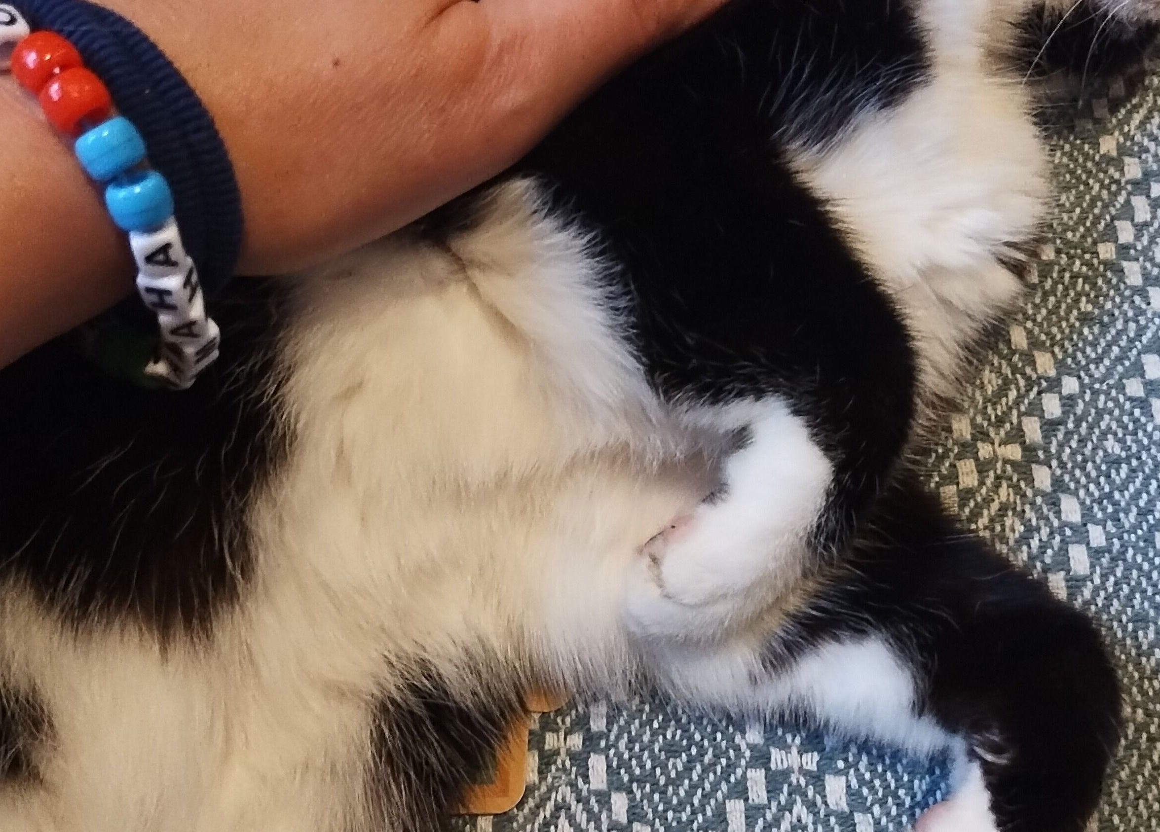 A hand gently petting a black and white cat, embodying tranquility at SOLACE Reiki, Energy & Wellness in St. Albert, Alberta, CA.