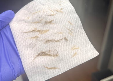 Hair removal process at Hannah’s Lilac Room, Mccordsville, Indiana, US with gloves holding waxed hair.