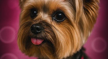 Cute dog with styled fur at Isabel’s Mobile Grooming, Miami, Florida, US.