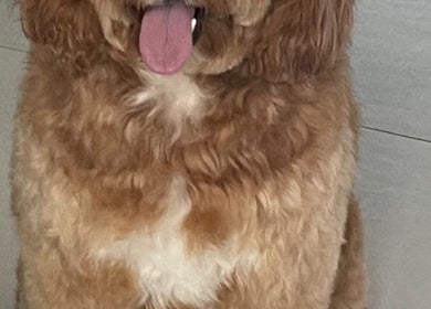 Happy, groomed dog at Isabel’s Mobile Grooming in Miami, Florida, US, showcasing professional pet grooming.